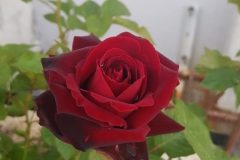 دورة التصوير بالموبايل